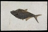Huge, Fossil Fish (Diplomystus) - Wyoming #144005-1